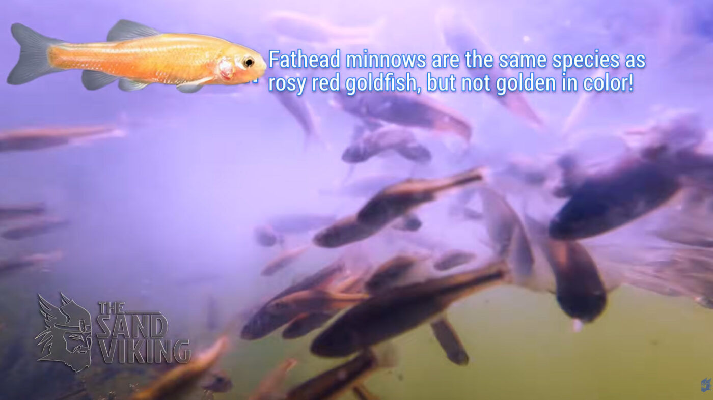SandViking Minnow release into pond. https://www.fishwagon.com/