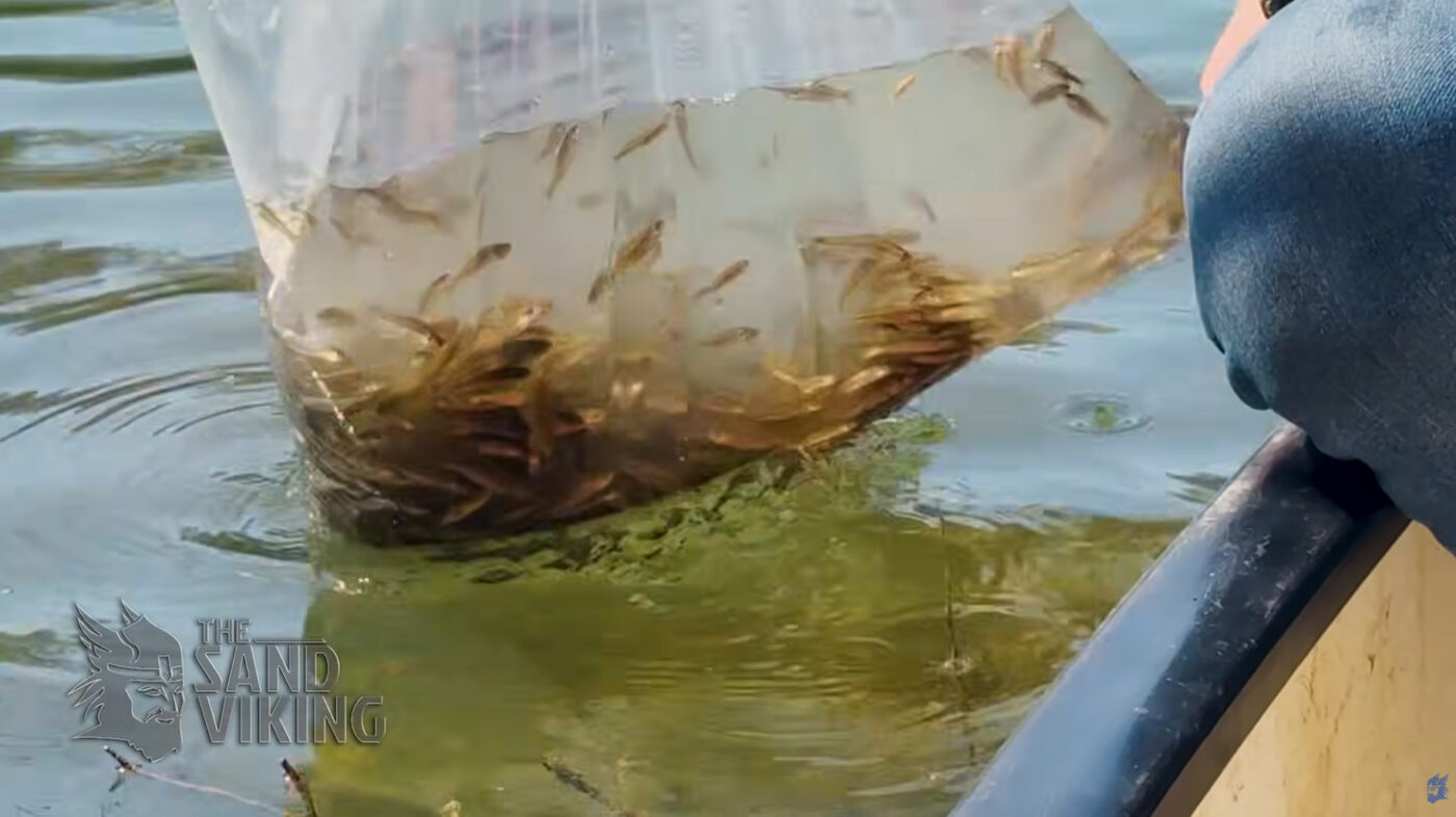 Five pounds of Fathead Minnows