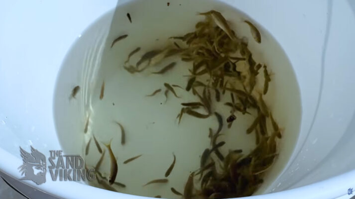 Stocking fathead minnows in a bucket.